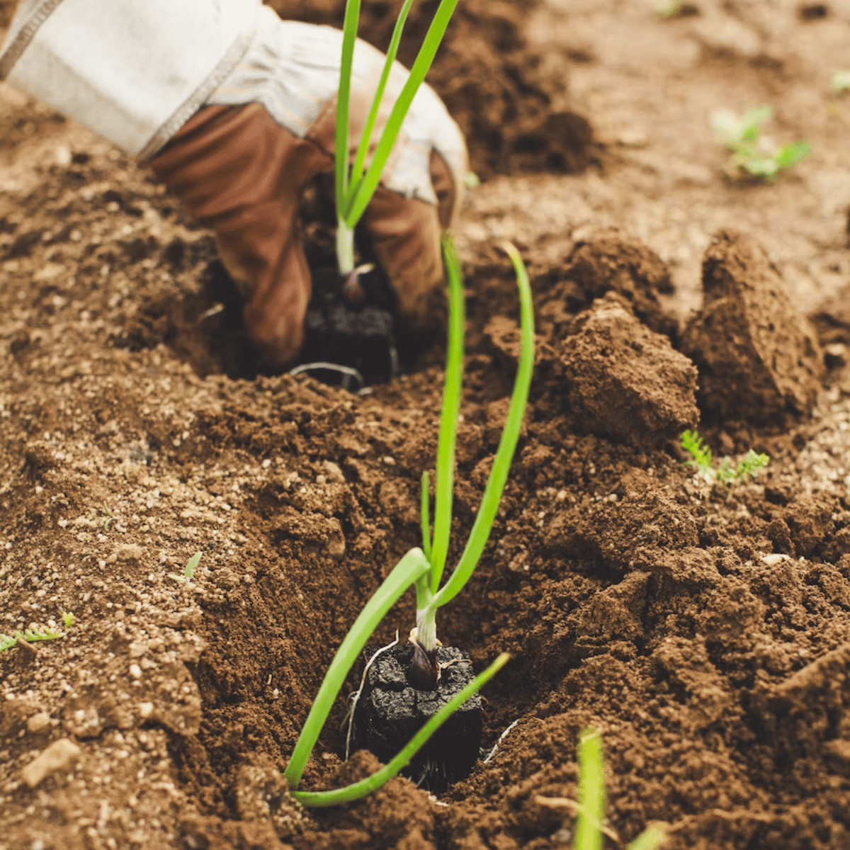 Agricoltura