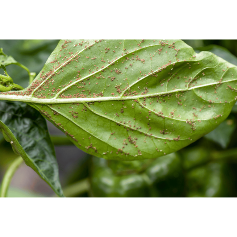 Olio di neem blog Alfaworld
